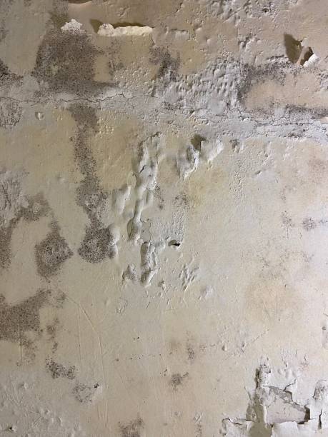 Best Black Mold Removal  in New Hope, AL