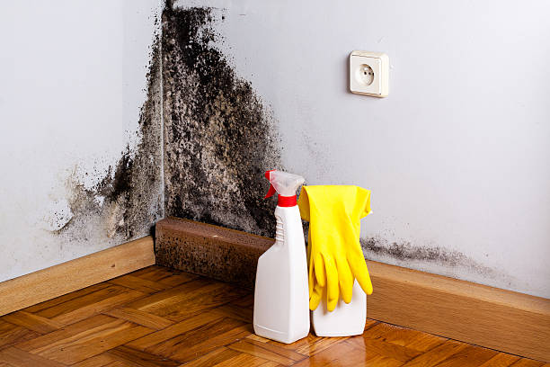 Best Crawl Space Mold Removal  in New Hope, AL