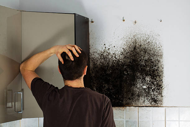Best Local Mold Removal Service  in New Hope, AL