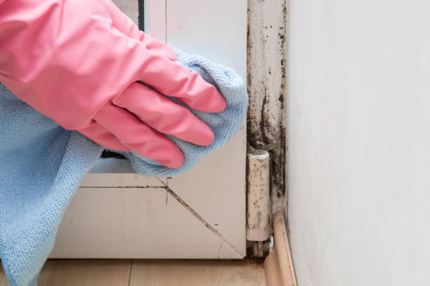 Best Toxic Mold Removal  in New Hope, AL